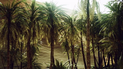 palms swaying in the warm desert breeze under bright sunlight