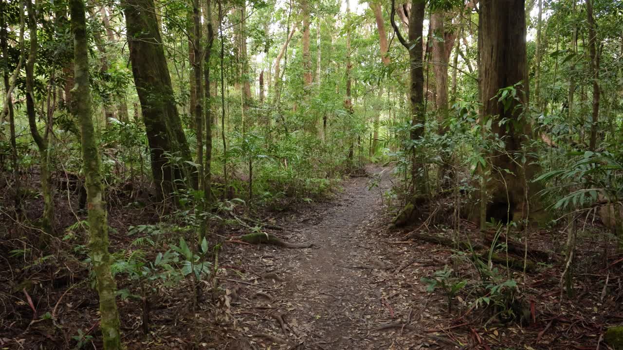 Handheld Footage along the Dave's Creek Circuit walk in Lamington National Park, Gold Coast Hinterland, Australia