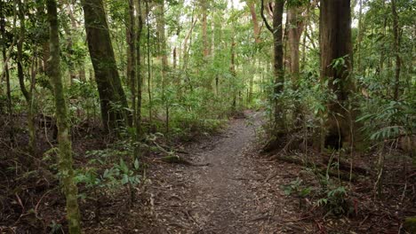 imágenes portátiles a lo largo del circuito de dave's creek en el parque nacional de lamington, el interior de la costa de oro, australia