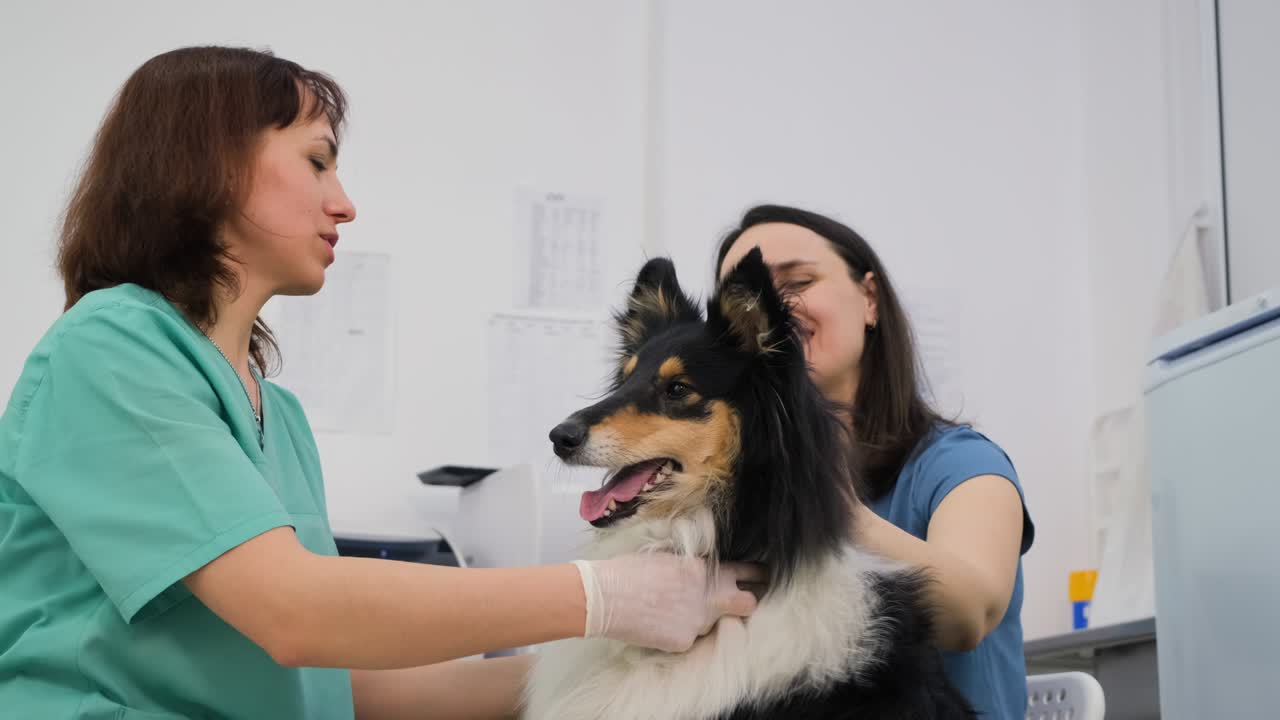 Belo médico veterinário examinando um Collie na clínica