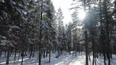 Snowflakes-falling-in-forest-during-winter-season