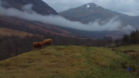 4K-Drohnenvideo-Aus-Der-Luft-Von-Zwei-Hochlandkühen-Im-Glen-Nevis-Valley-In-Schottland,-Mit-Einem-Wunderschönen-Schneebedeckten-Berg-Und-Einer-Tief-Liegenden-Wolke