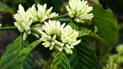 robusta coffee flowers are blooming on windy day, close up view