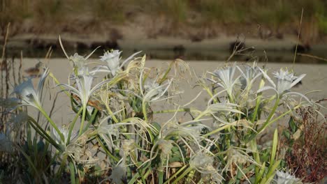 row of sea daffodil flowers at sunny morning, pancratium maritimum with blurred ducks walking in the background