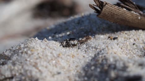 Peacock-spider,-Male-Maratus-speculifer