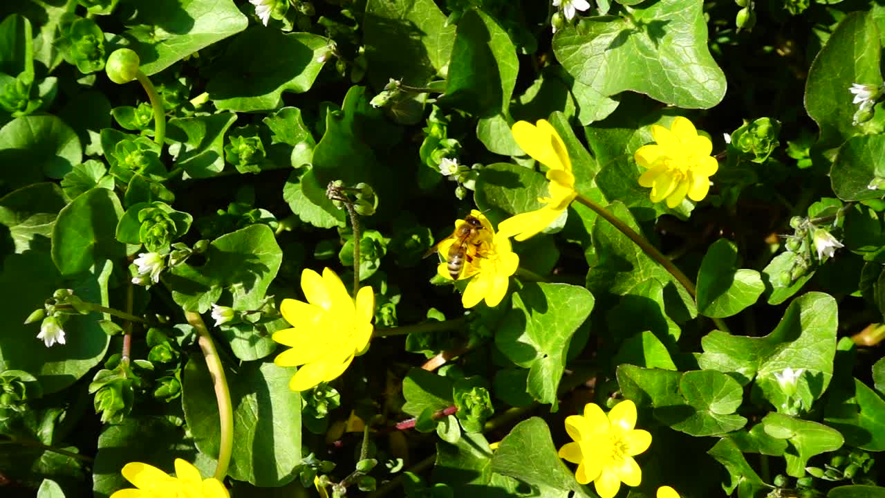 Bees and flowers. Slow motion