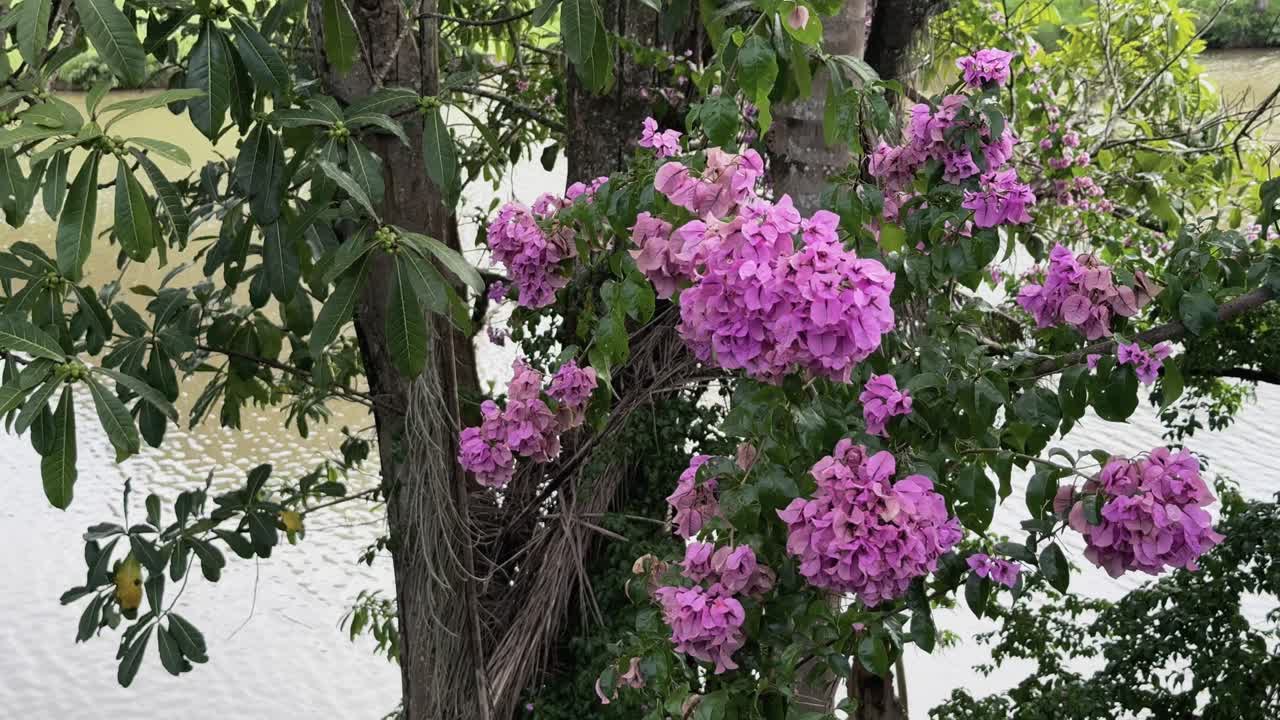 4K image of a tree adorned with vibrant pink flowers standing at the edge of a tranquil lake. The reflection of the tree and the calm water create a picturesque and peaceful natural scene.