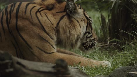 el tigre asiático yace en el suelo comiendo algo de comida y presa, algún tipo de carne u otro animal