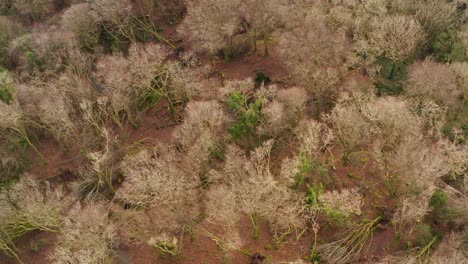 heavily storm damaged forest with uprooted stumps and debris covering the ground, high angle aerial tilt down, barna woods, galway ireland