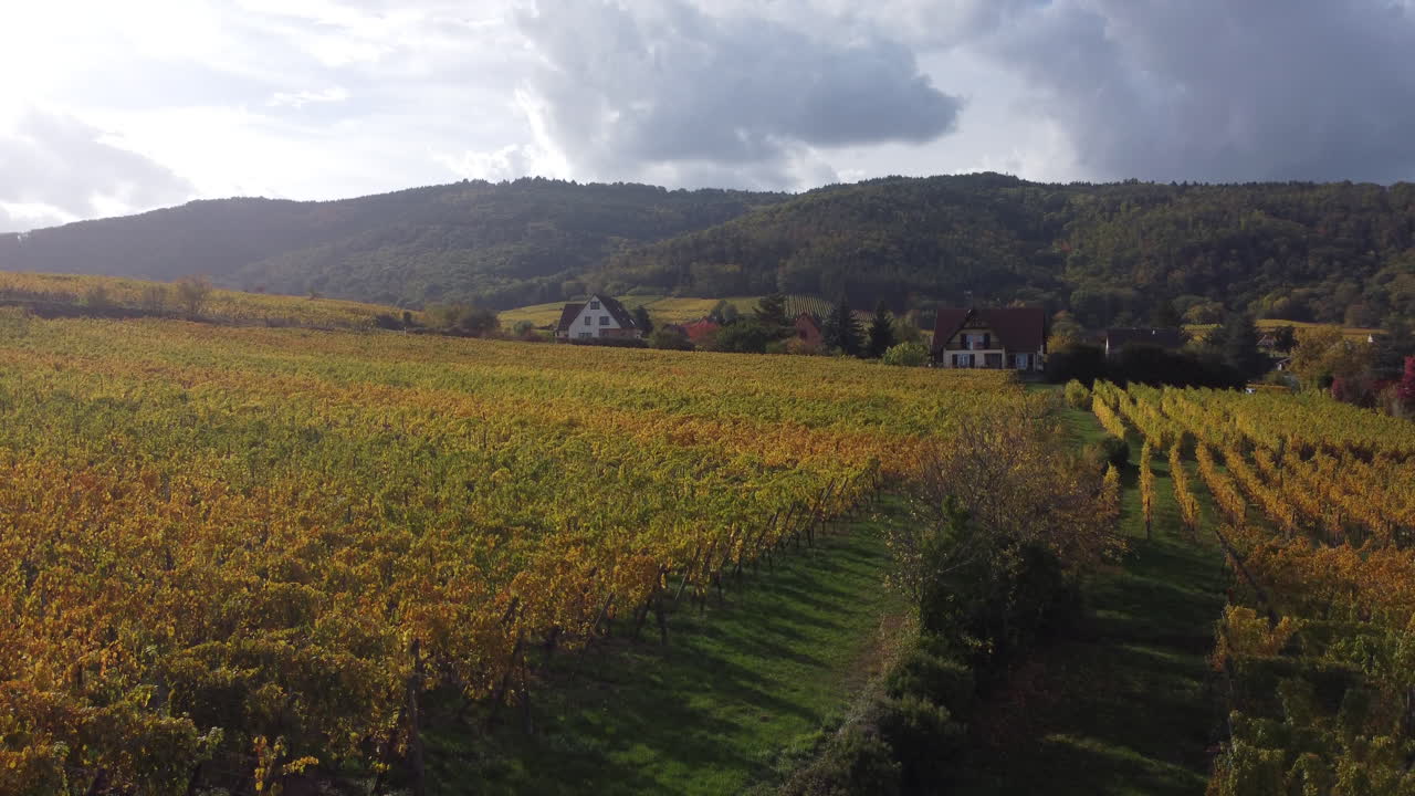 Ripresa ascendente del vigneto a Riquewihr, Alsazia, Francia