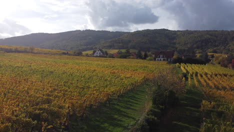 ascending shot of the vineyard in riquewihr, alsace, france