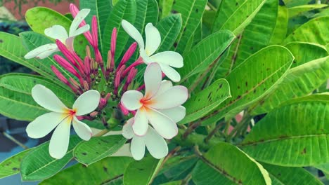 top angle shot of white plumeria flower, also knows as frangipani