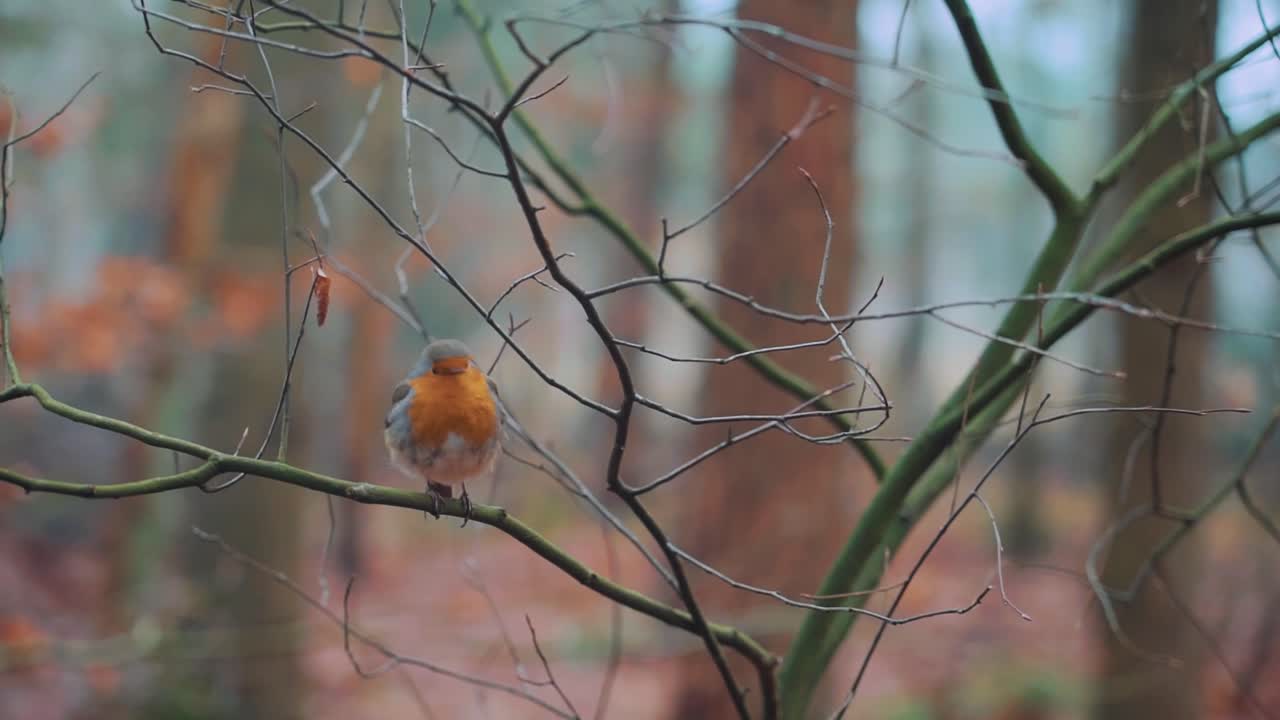 Rotkehlchen auf einem Ast im Wald
