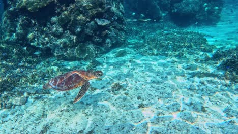 Grüne-Meeresschildkröte,-Die-Unter-Dem-Tropischen-Blauen-Meer-Schwimmt