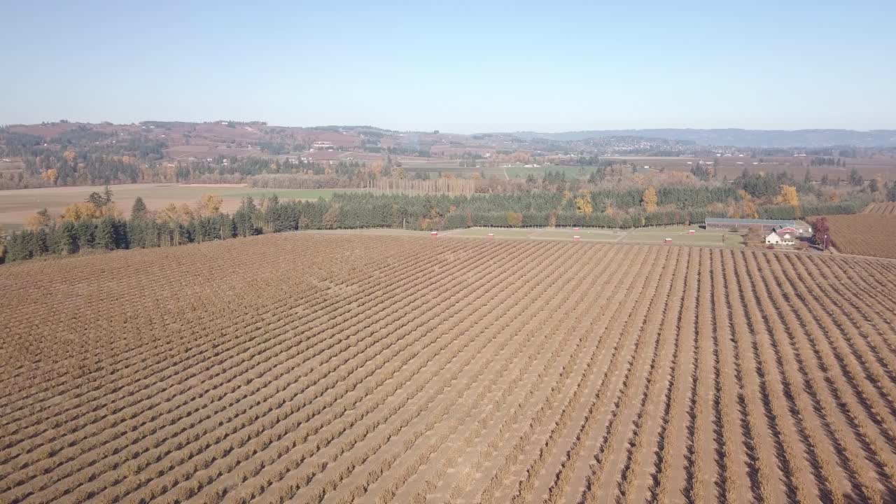 Aerial View of a Vineyard in Oregon