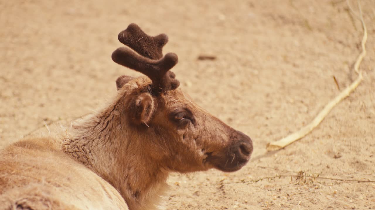 reindeer wildlife animal in the zoo, close-up view, natural environment, digital film look