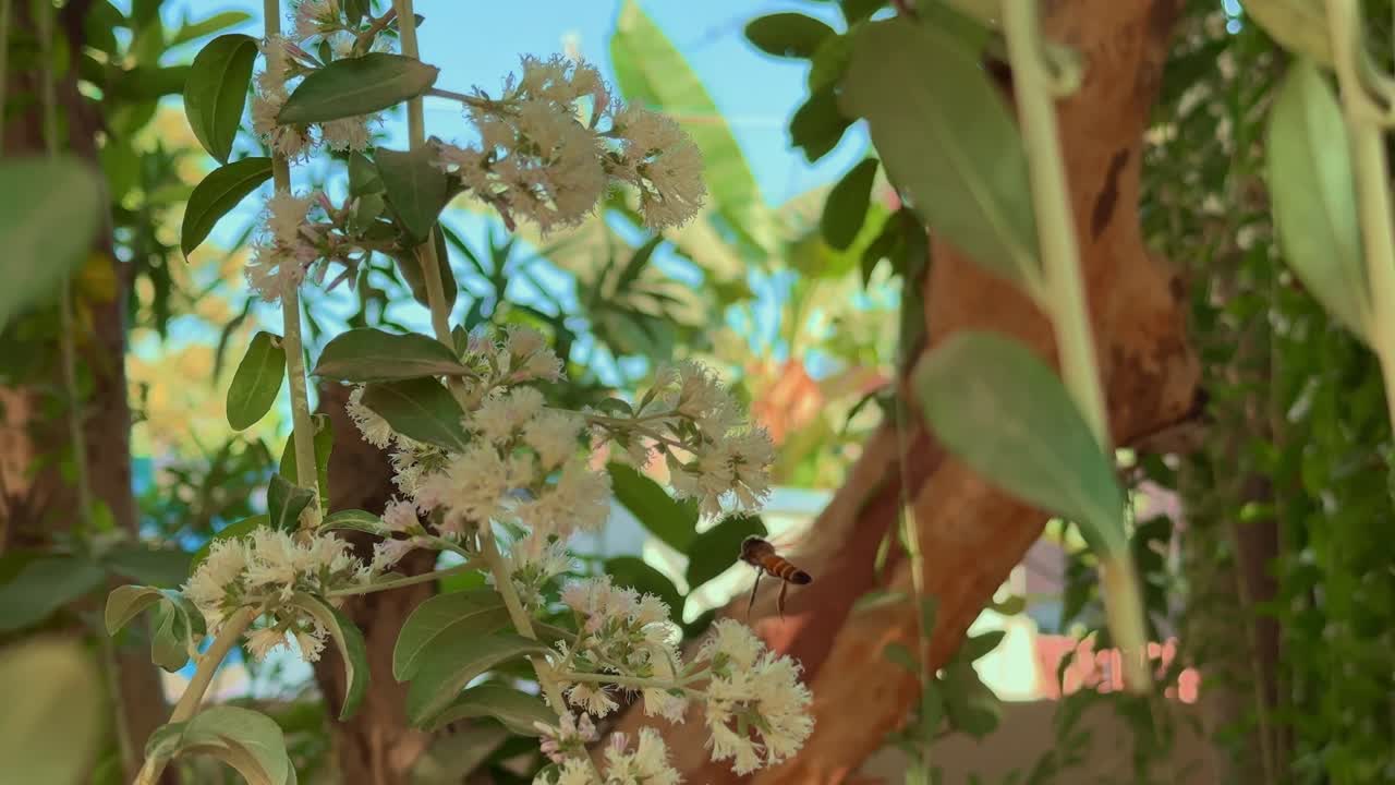 Closeup shot of honey bee collecting sweet nector from the flowers of home garden