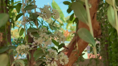 closeup shot of honey bee collecting sweet nector from the flowers of home garden