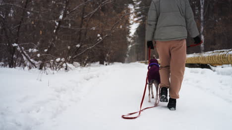whippet in purple coat with toy collar sniffs snow while walking on red leash through snowy forest, surrounded by bare trees, enjoying cold winter day outdoors in natural woodland environment