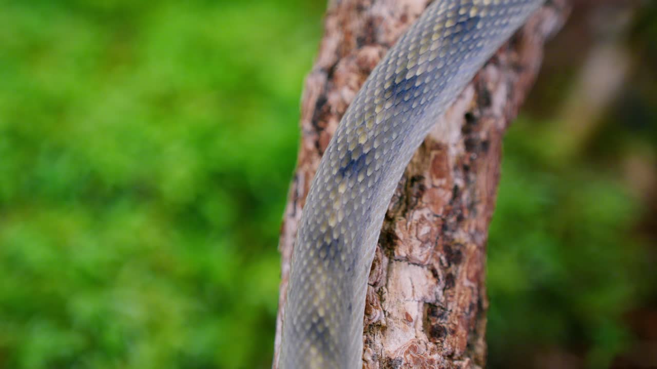 Slithering snake on a tree branch captured in slow-motion, showcasing its smooth scales