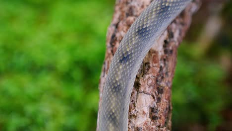 slithering snake on a tree branch captured in slow-motion, showcasing its smooth scales