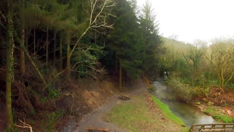 view of beautiful forest