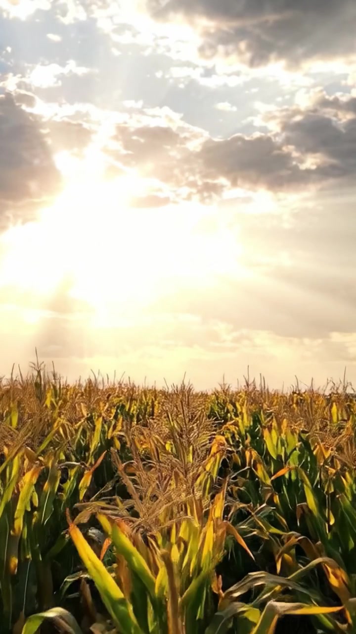 Golden Fields of Corn Under a Bright Sky: A Stunning View of Agricultural Abundance and Nature's Beauty as Sunlight Illuminates the Crops