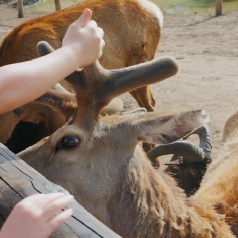 the young reindeer is fed from the hands