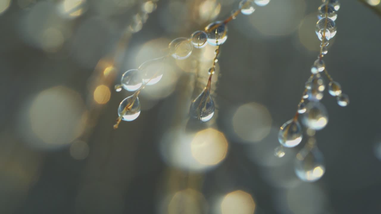 Macro view of droplets, beautiful close up of morning dew laying on tiny plant