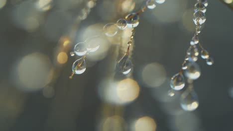 Macro-view-of-droplets,-beautiful-close-up-of-morning-dew-laying-on-tiny-plant