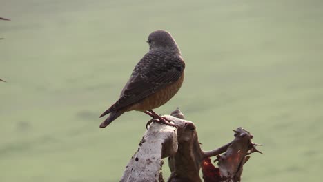 miombo wren-curruca en una rama con pastizales en el fondo, despega, vista lateral ligeramente desde atrás