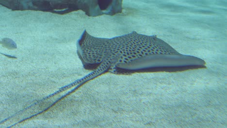 spotted stingray swimming peacefully on the bottom of the sea