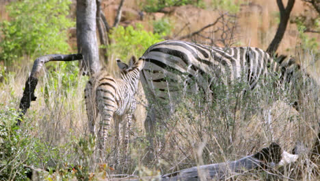 baby and mother zebra standing behind tall grass in the bush of south africa. they have the distinct brown or so called shadow stripes