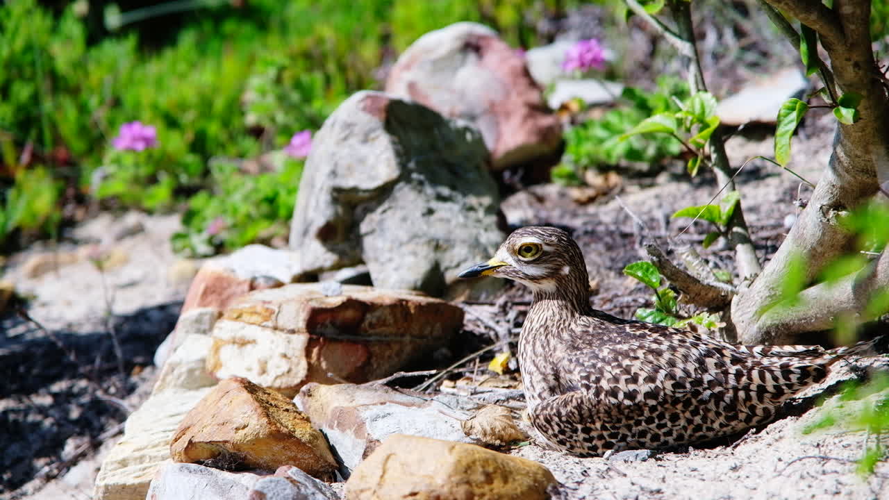 Occhione del Capo (Burhinus capensis) camuffato e immobile siede sul suo nido