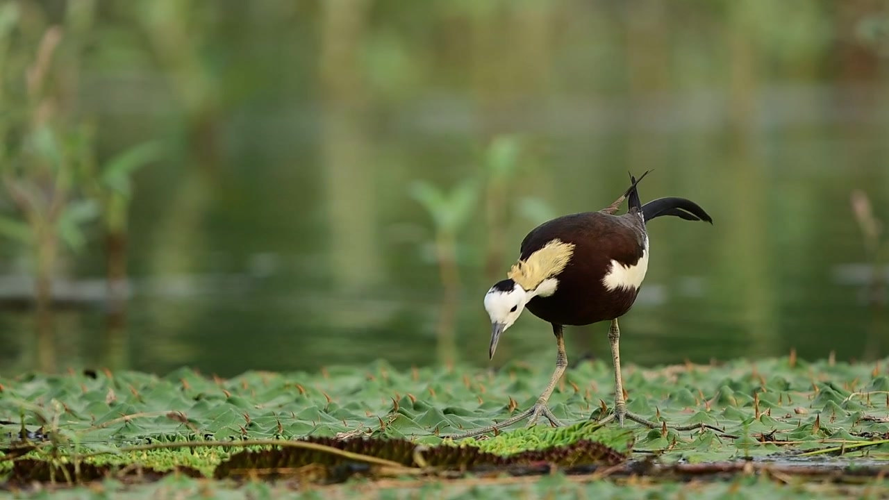 Video di alta qualità sulla fauna selvatica che evidenzia il movimento elegante di una Jacana dalla coda di fagiano nel suo habitat naturale d'acqua dolce