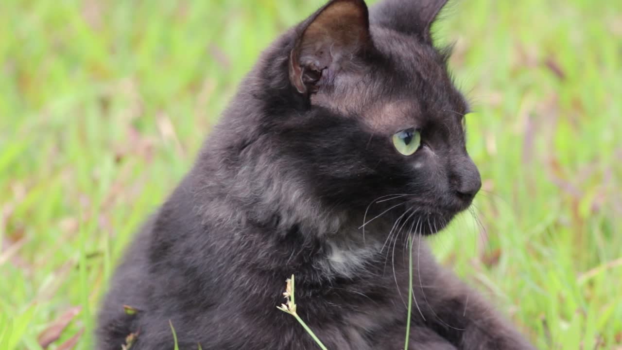 gato doméstico negro oscuro ocupado lamiendo sus partes del cuerpo sobre un campo de hierba verde y vigilando los alrededores al mismo tiempo