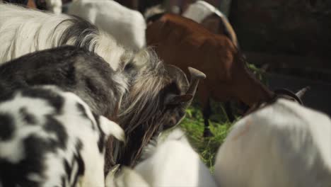 rebaño de cabras comiendo hierba - cámara lenta