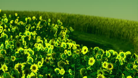Vibrant sunflower field under a clear sky during a sunny midday