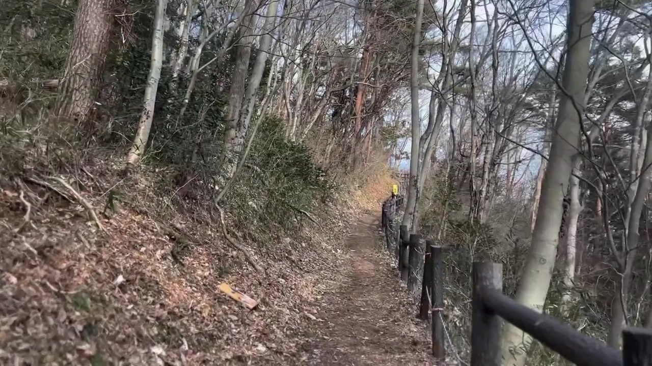 Winter Hiking Trail Bare Trees