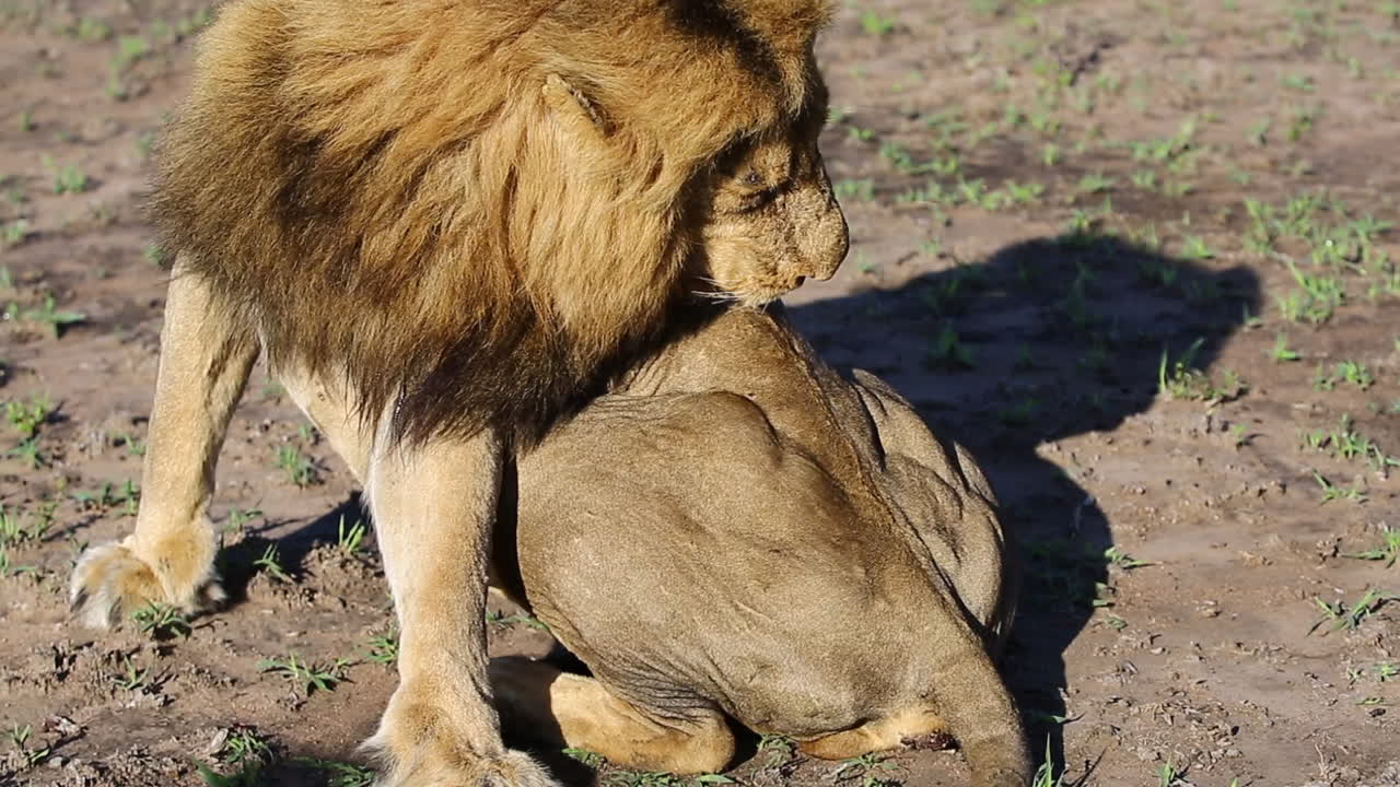 Close-up of a male lion licking and cleaning himself in the wild