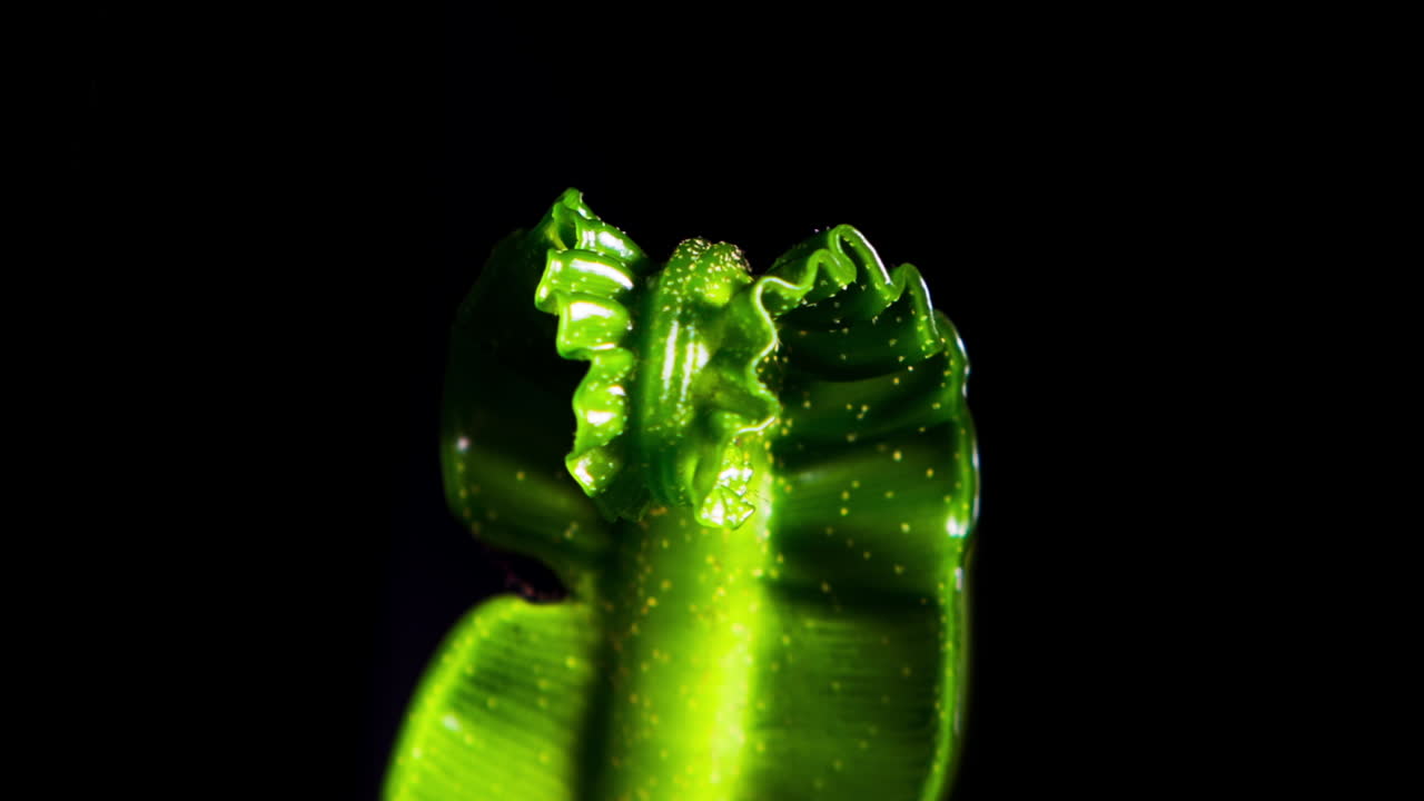 asplenium nidus - helecho de nido de pájaro cobra - macro de primer plano de la cabeza de helecho que se despliega