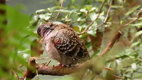 bird perched on branch in natural habitat