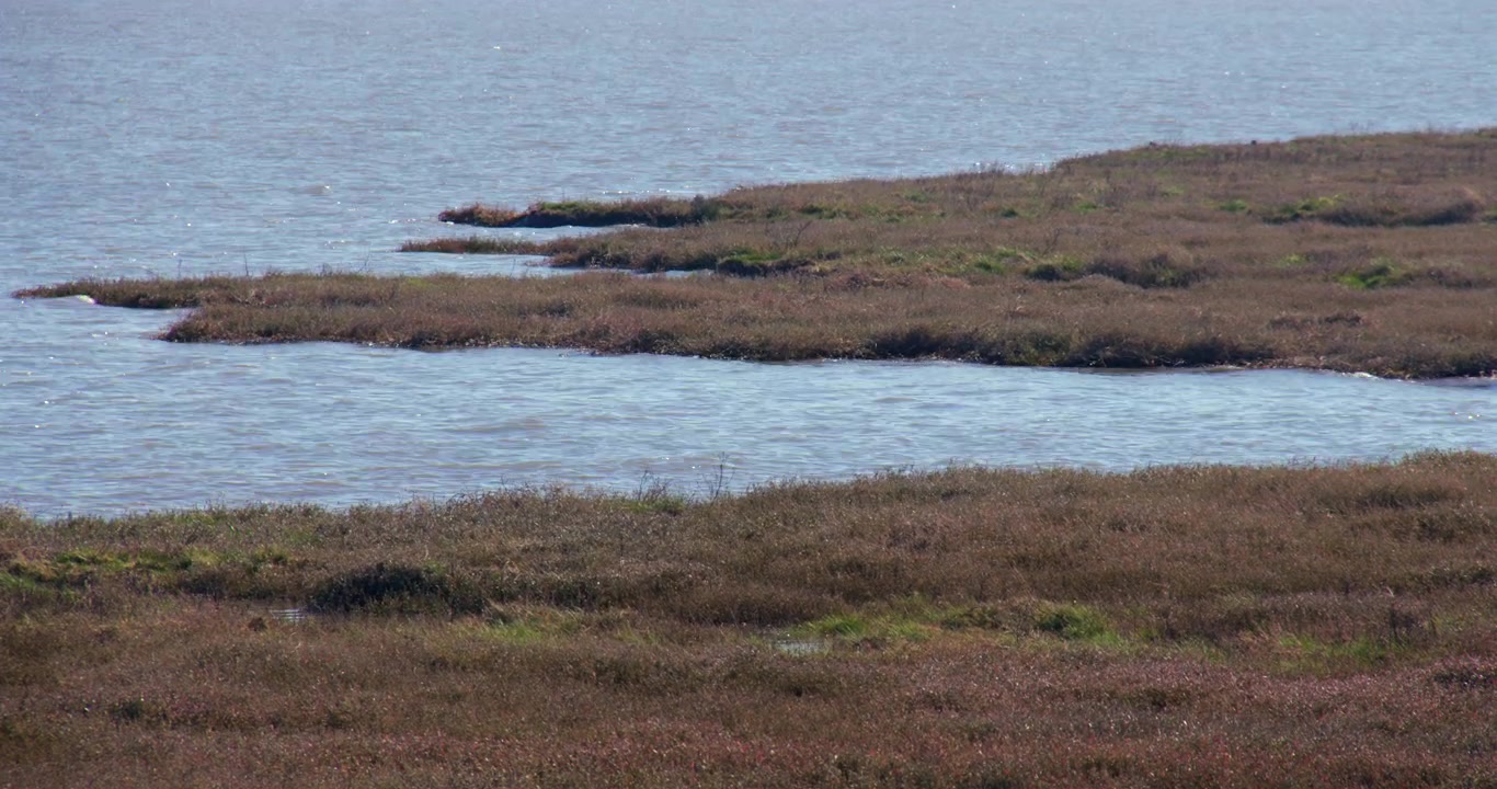 Ampia inquadratura della palude sull'estuario del fiume Dee presso il parco Bettisfield, Bagillt