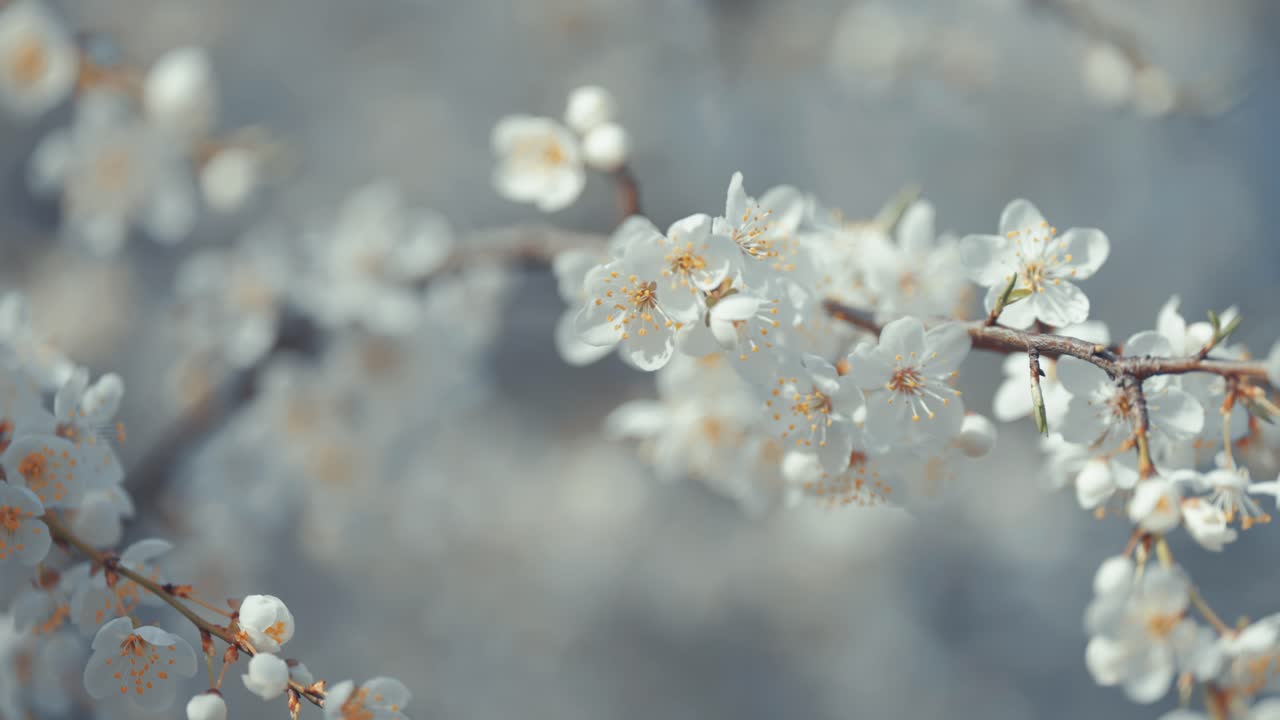 un primer plano de las flores de cerezo hace hincapié en su delicada estructura y su suave color rosa, capturando su intrincada belleza