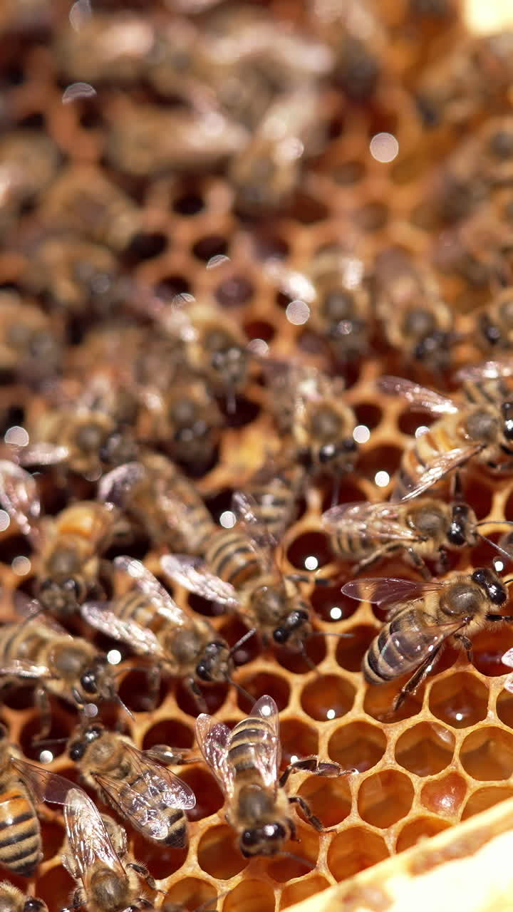 Honey cells with fresh honey. Bees crawling and fluttering wings on honeycombs full of organic honey. Man's hand touches bees. Macro shot. Vertical video