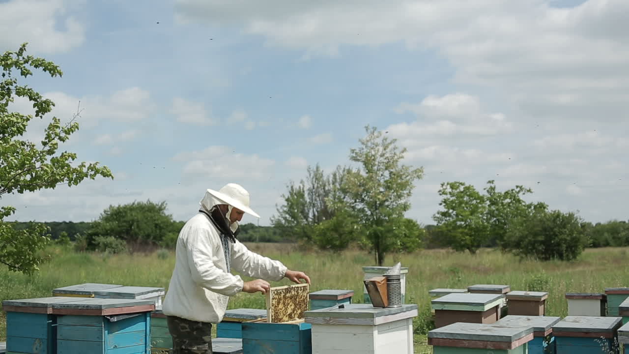 Apicoltore al lavoro nel suo apiario. L'apicoltore ha il controllo di un'arnia con le api.