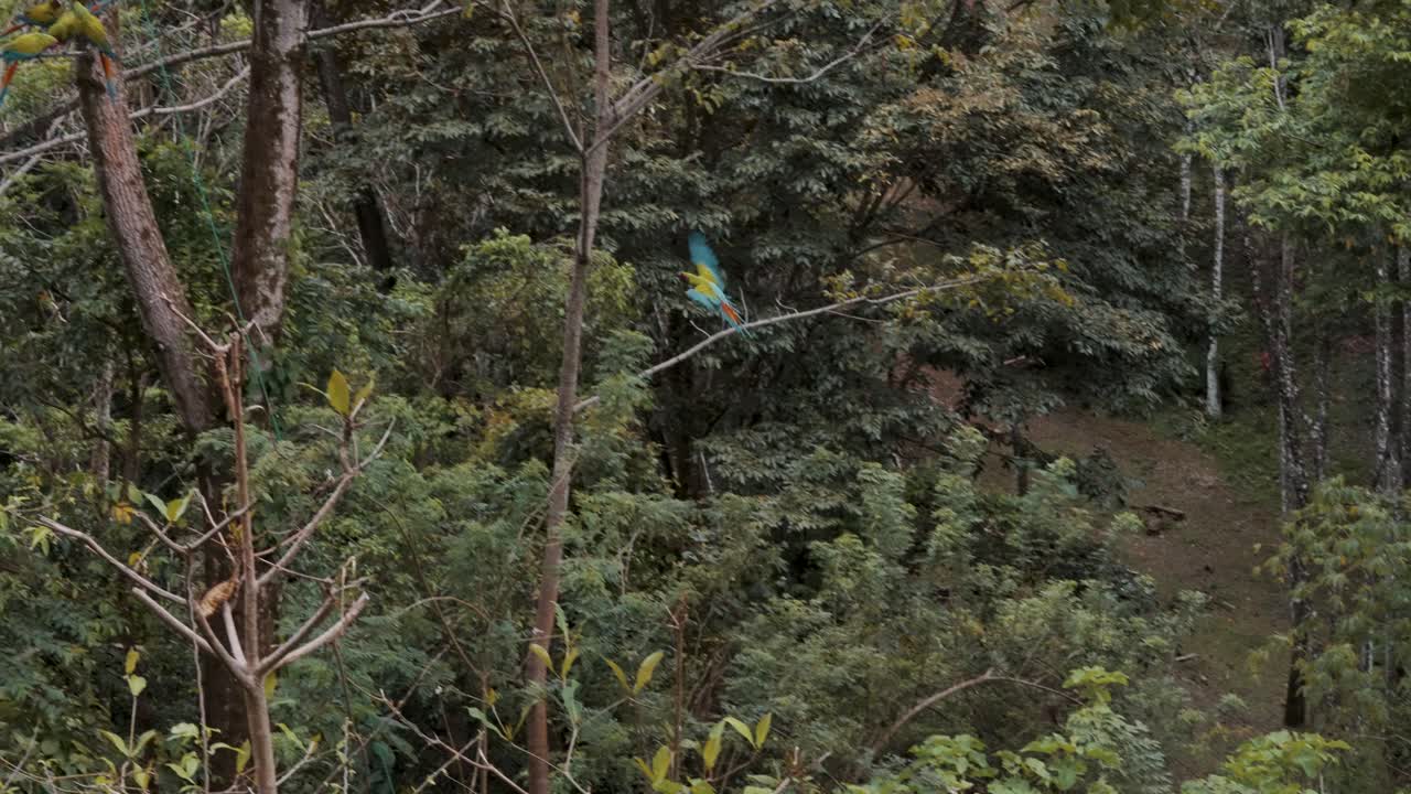 pájaro guacamayo volador, uniéndose a otros pájaros posados en el árbol en el bosque - tiro de ángulo bajo