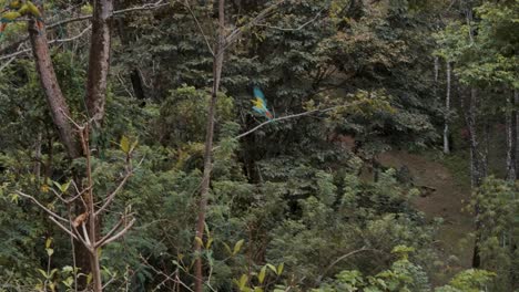 pájaro guacamayo volador, uniéndose a otros pájaros posados en el árbol en el bosque - tiro de ángulo bajo