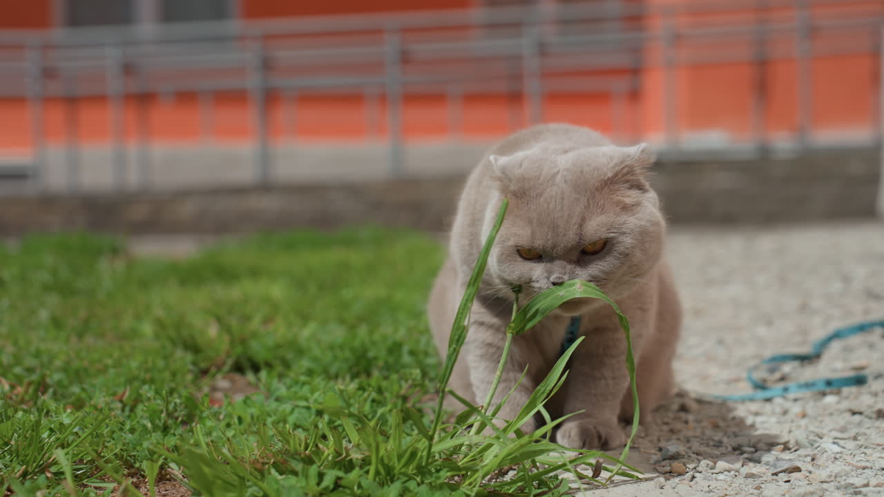 Playful Cat Examining Plants Near Fence, Gray Feline Snacks On Garden Grass With Alert Expressions, Scottish Fold Cat Curiously Nibbles Greenery Near Bright Orange Fencing In Daytime