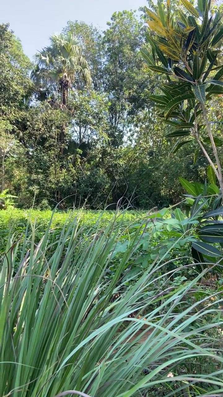 Tumbuhan dan Pohon Hijau Cerah Bergoyang dalam Pemandangan Luar Ruangan yang Damai